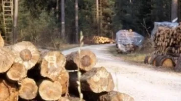 Ziar din Austria, despre Holzindustrie Schweighofer din România: Certificatul care atestă proveniența lemnului, rezultatul unui conflict de interese