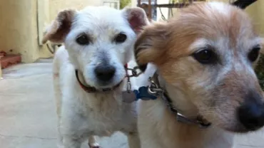 Petshop-urile din Beverly Hills vor vinde doar animale din adăposturi, nu din canise