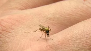 Spania: Primul caz de Chikungunya, boală tropicală transmisă de ţânţarul-tigru, a fost confirmat de autorități