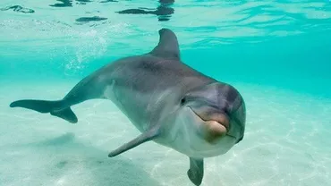 Hamas susține că a capturat un delfin israelian spion