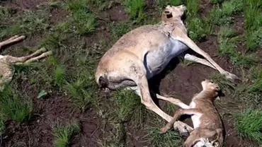 Zeci de mii de antilope au murit la începutul verii: Cauzele tragediei ecologice nu sunt cunoscute (VIDEO)