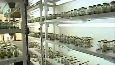 Războiul din Siria deschide pentru prima dată "Seiful Apocalipsei" ce conține specii de plante destinate refacerii ecosistemelor în cazul unor catastrofe naturale