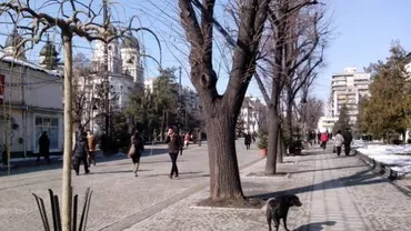 Iași: Teii din centrul orașului vor fi replantați peste două luni, după ce, în urma unei consultări publice, 94% dintre cetățeni au votat favorabil