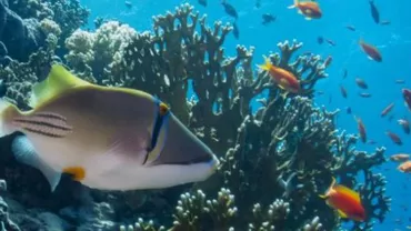 Noua Zeelandă va crea un sanctuar marin de dimensiunea Franței, în arhipelagul Kermadec