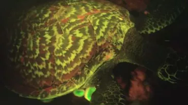 O specie de broască biofluorescentă, descoperită în premieră de biologi (VIDEO)