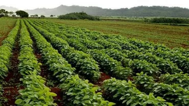 Culturile modificate genetic vor fi interzise în majoritatea statelor din Uniunea Europeană