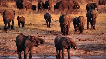 14 elefanți au murit otrăviți într-un parc național din Zimbabwe