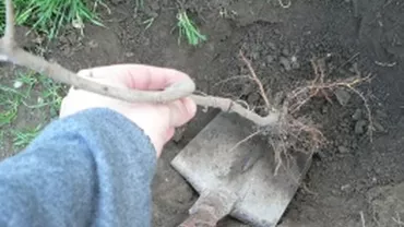 Botoșani: Sute de salcâmi au fost plantați pe un drum județean, în semn de protest față de starea proastă a acestuia