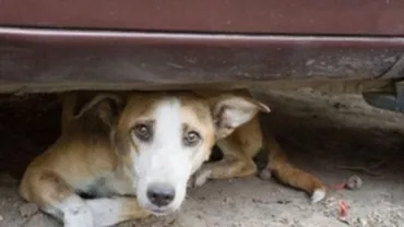 Peste 51.000 de oameni au semnat petiția prin care se cere pedepsirea celor trei brăileni care au maltratat o cățelușă