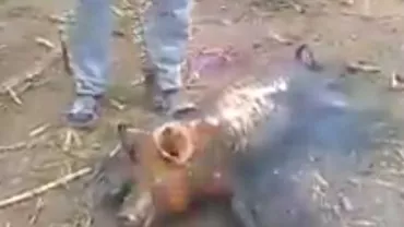 Imagini șocante: Un român a pârlit un porc în timp ce animalul era viu (VIDEO)