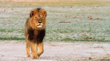 Dentistul care l-a ucis pe leul Cecil nu este acuzat de autoritățile din Zimbabwe