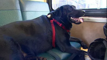 Cluj-Napoca: Cânii care călătoresc alături de proprietari în mijloacele de transport în comun vor avea nevoie de bilete