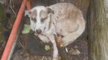 Cruzime fără margine din pareta unul clujean: Bărbatul a încercat să omoare un câine cu furca (VIDEO)