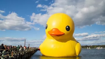 O rață uriașă a intrat într-un port din New York (FOTO)