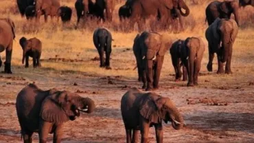 22 de elefanți au murit otrăviți într-un parc național din Zimbabwe