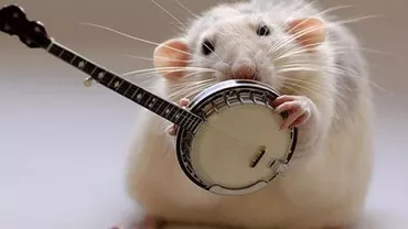 Era atât de ascultător, încât se lăsa chiar și mângâiat pe cap: Un șoricel a fost dresat de deținuții unei închisori din Brazilia pentru a transporta droguri dintr-un pavilion în altul