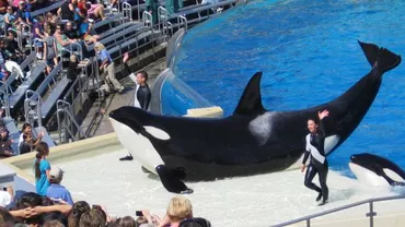 Parcul acvatic SeaWorld a anunțat că nu va mai face spectacole cu „balene ucigașe”