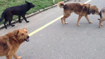 Baia Mare: Fiecare societate comercială va putea avea trei câini maidanezi, cu microcipuri. Stăpânii iresponsabili vor fi sancționați de Poliția Locală