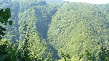 Greenpeace: Pădurile din România sunt în pericol. 8.8 milioane de metri cubi de lemn dispar anual