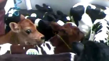 Mureș: Un bărbat de 55 de ani a fost reținut pentru 24 de ore, după ce a furat 14 viței