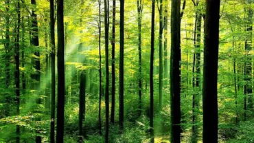 România mai are circa 6.9 milioane de de hectare de pădure. Datele au fost oferite de Inventarul Național Forestier