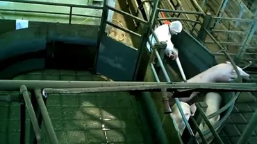 Australia: Imagini cu porci forțați să intre în camere de gazare, înainte de a fi tranșați, publicate de activiștii pentru drepturile animalelor (VIDEO)