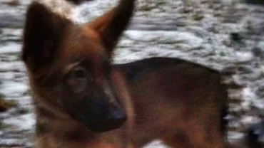 Franța a primit câinele Dobrinia, din partea Rusiei: Patrupedul a fost oferit pentru a-l înlocui pe Diesel, câinele ucis la Saint-Denis