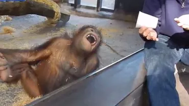 Un urangutan se tăvălește de râs după ce vede un truc magic (VIDEO)