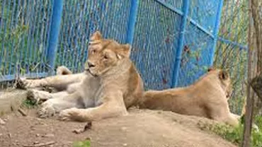 Leul otrăvit în Kenya, eutanasiat după ce starea sa s-a înrăutățit