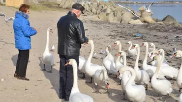 Plaja Mangalia, invadată de lebede. Localnicii le-au adoptat de la distanță, iar păsările le mănâncă din palmă (FOTO)