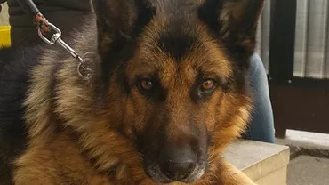 După ce a lucrat 8 ani pentru Poliţia Română, un câine a ajuns la hingheri: A fost salvat în ultima clipă de o iubitoare de animale (FOTO)