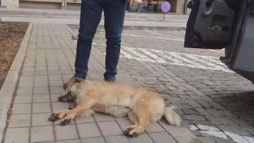 Protest şocant faţă de abuzurile vânătorilor: După ce i-a fost împuşcat câinele, un fermier a adus animalul, încă în viaţă, în faţa prefecturii (VIDEO)