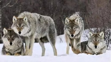 O fotografie cu o haită de lupi, virală pe Internet: Imaginea surprinde organizarea, ritmul și plasarea conducătorului haitei în raport cu celelalte animale (FOTO)