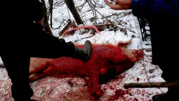 "Se petrece un masacru şi se aud răgete desprinse parcă din iad”: Români luaţi de trupele SWAT în America, pentru că au tăiat porcul în curte