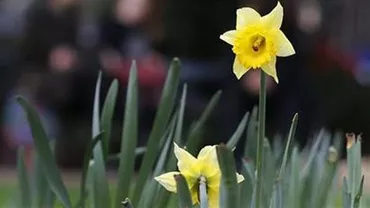 Înfloresc narcisele la Londra: Temperatura este similară cu cea din luna iunie