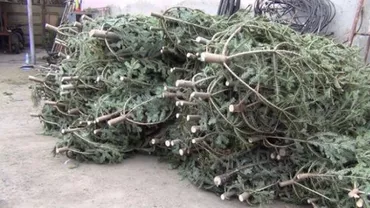 MAI: Amenzi de peste 788.000 lei în ultima săptămână pentru cei care au tăiat sau au vândut brazi ilegal