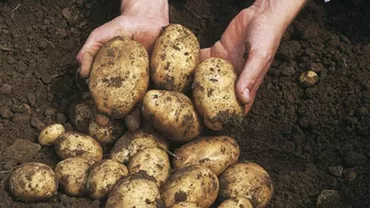 NASA vrea să cultive cartofi pe Marte. „Dacă reușim asta, atunci putem să salvăm planeta Pământ"