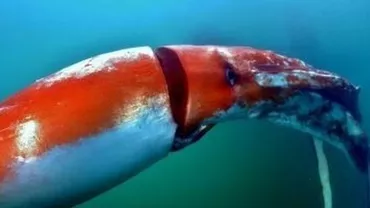 Un calamar uriaș rătăcit într-un port din Japonia a fost ajutat de scafandri să se ducă înapoi în adâncuri (VIDEO)