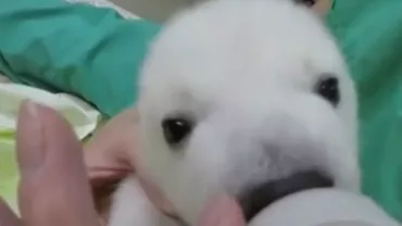SUA: Pui de urs polar, mascota unei grădini zoologice din Ohio (VIDEO)