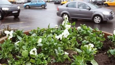 Cum sunt cheltuiți banii bucureștenilor: Tei cumpărați cu 2.500 de lei, crizanteme de 310 lei, coș de gunoi cu lemn exotic de 2.800 lei și balansoar de 12.000 de lei