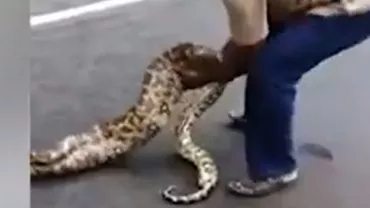 Un bărbat a STORS un piton ca să scoată caprele pe care acesta le înghițise (VIDEO)