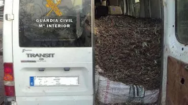 Jafurile românilor îi înfurie pe spanioli: Satul care "trebuie să își pună garduri la câmp" pentru a păzi plantaţiile de măslini (VIDEO)
