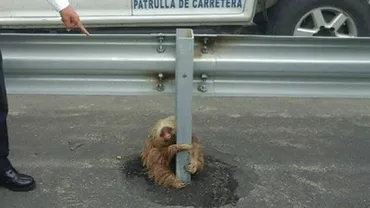 Ecuador: Polițiștii au salvat un leneș rătăcit în mijlocul unei străzi (FOTO)
