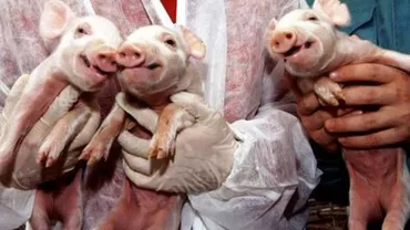 ”Cel mai probabil mâncăm deja carne sau lapte de la urmașii animalelor clonate”. Reprezentant al Organizației Europene a Consumatorilor: Nu recomand nimănui să consume așa ceva