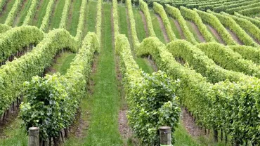 Suprafața de viță-de-vie bio, triplă în patru ani: 60 de podgorii împart 9.500 de hectare "verzi"