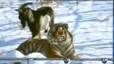 Prietenia dintre tigrul siberian și țapul s-a terminat: Contrar așteptărilor, țapul Timur l-a atacat pe tigrul Amur (VIDEO)