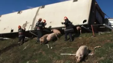 Ceața densă din ultimele zile face victime. Un camion plin cu porci s-a răsturnat într-un viraj din cauza vizibilității reduse (VIDEO)