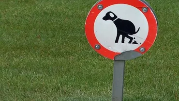 Amenzi de aproximativ 30.000 de lei pentru bucureștenii care nu au adunat excrementele animalelor de pe stradă