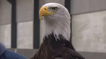 Poliția olandeză antrenează vulturi pentru a prinde drone (VIDEO)