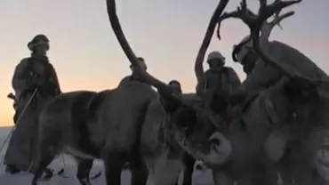 Rușii au înrolat reni și câini pentru brigada arctică (VIDEO)